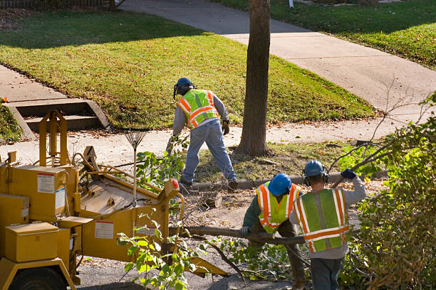 Emergency Storm Tree Removal in Mandan, ND